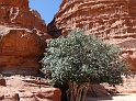 Wadi Rum (29)